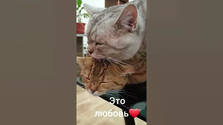 Кошачья любовь . влюблённые котики . #любовь #котики #милота #мимими #животные #кот