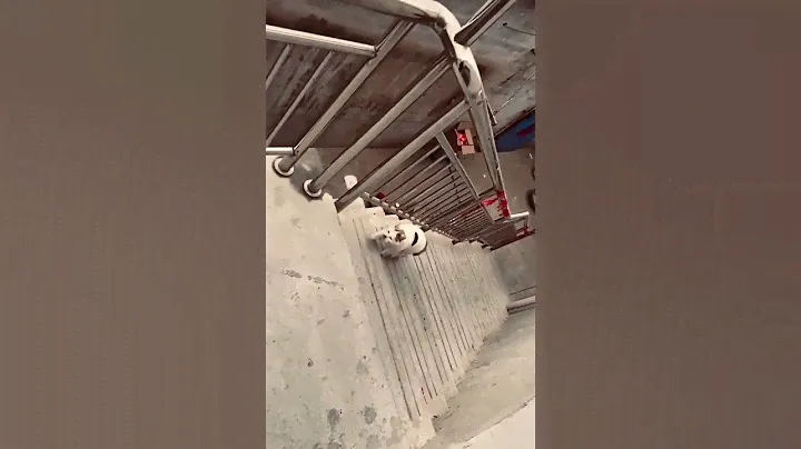 Когда узнала про 7 жизней и решила проверить ,как , это работает на самом деле😂 #кошка #кошки #коты