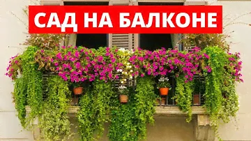 Сад на Балконе. Какие цветы подойдут для вашего балкона!