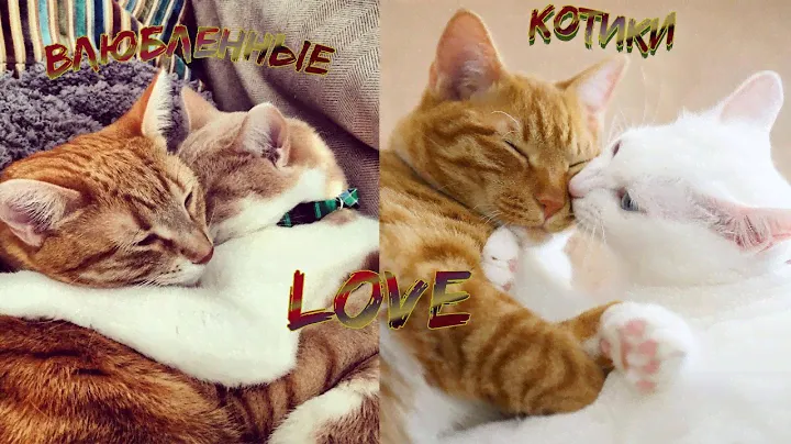 КОТЫ Бывают Тоже ВЛЮБЛЕНЫ❤🙂ПРИКОЛЫ С КОТАМИ🙂/Милые Коты Котята🙂#41